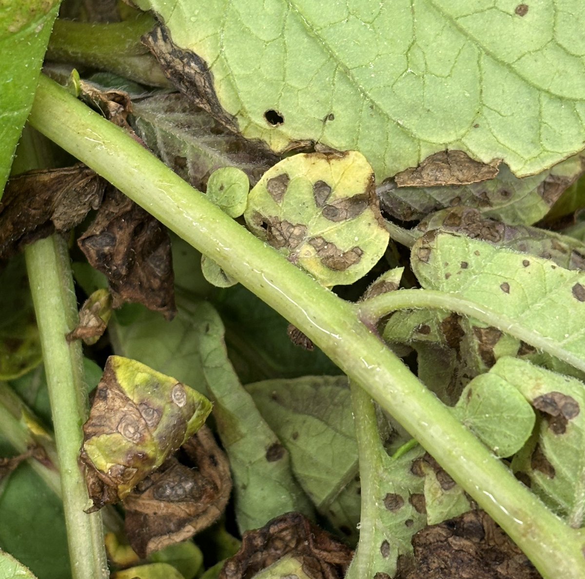 Early blight on potato caused by the fungus Alternaria. Symptoms begin on older leaves as dark spots, eventually forming target-like concentric rings with a yellow halo. Severely infected leaves turn brown &amp; fall off. The disease is favored by warm wet conditions #Potato #Fungi