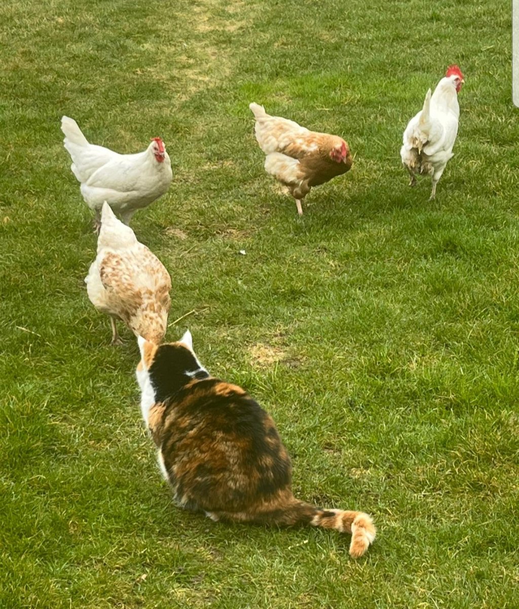 PichonnazP's tweet photo. @chrono_chartist 🥚🥚🥚🥚🥚 https://t.co/bUi8cgOKNM