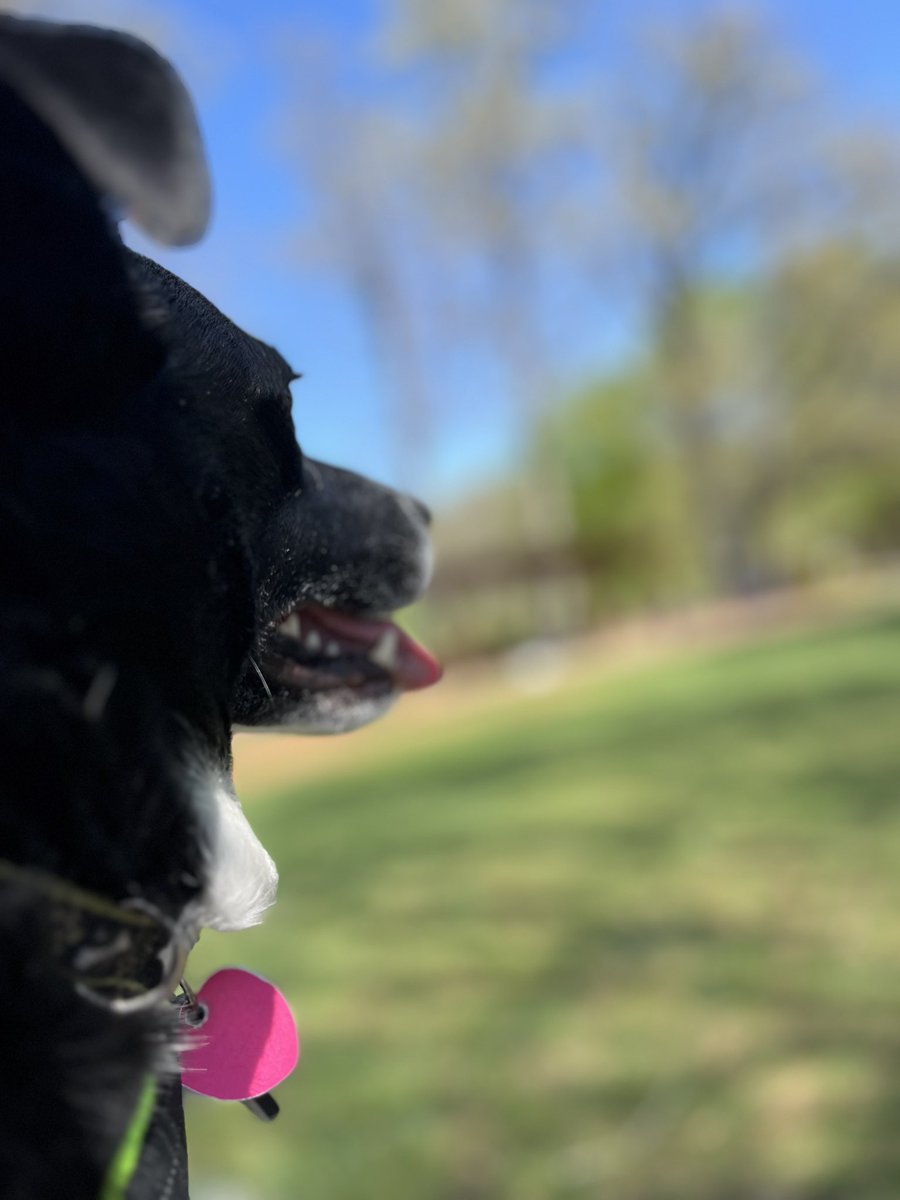 shaff18330's tweet photo. Banjo at the winery https://t.co/17Peow2tpK