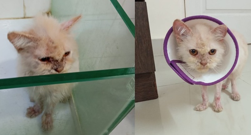 Seema Mundoli tweet media