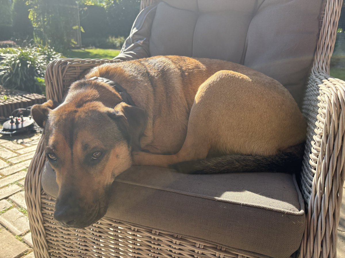 This dog! We got her from the shelter. Never want to spend another day without her. Think about that when you buy a puppy. So many dogs in the shelter. 🐕🐶🦮