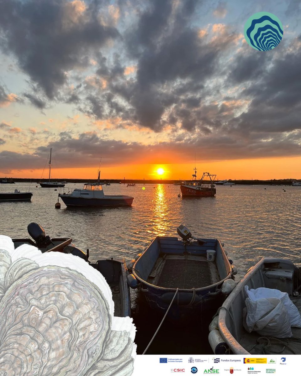 RemediOSproject's tweet image. 🧳 Parte del equipo de #RemediOS2 viaja a Essex… 🇬🇧 

👉🏽@FEstrellaLevan 
👉🏽@cbgobierno 

…para conocer cómo se restaura la 🦪 ostra plana en estuarios británicos

🔬 Encuentros con la @Uni_of_Essex, KEIFCA, la Agencia Ambiental y ostricultores locales 🧑🏻‍🌾