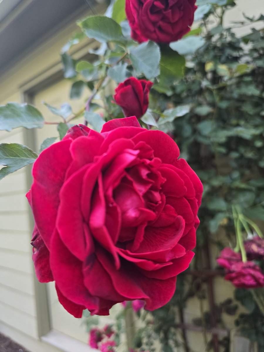 ๐๐บ Rebecca ๐บ๐ (@vazr00) on Twitter photo <a href="/MMcLaughlinsong/">Melissa A. McLaughlin</a> So pretty! God bless you as well Melissa.
Would you please pray for my son Nick? He's going through some very difficult times.
My contribution to God's beautiful creation ๐๐๐น <a href="/MMcLaughlinsong/">Melissa A. McLaughlin</a> So pretty! God bless you as well Melissa.
Would you please pray for my son Nick? He's going through some very difficult times.
My contribution to God's beautiful creation ๐๐๐น