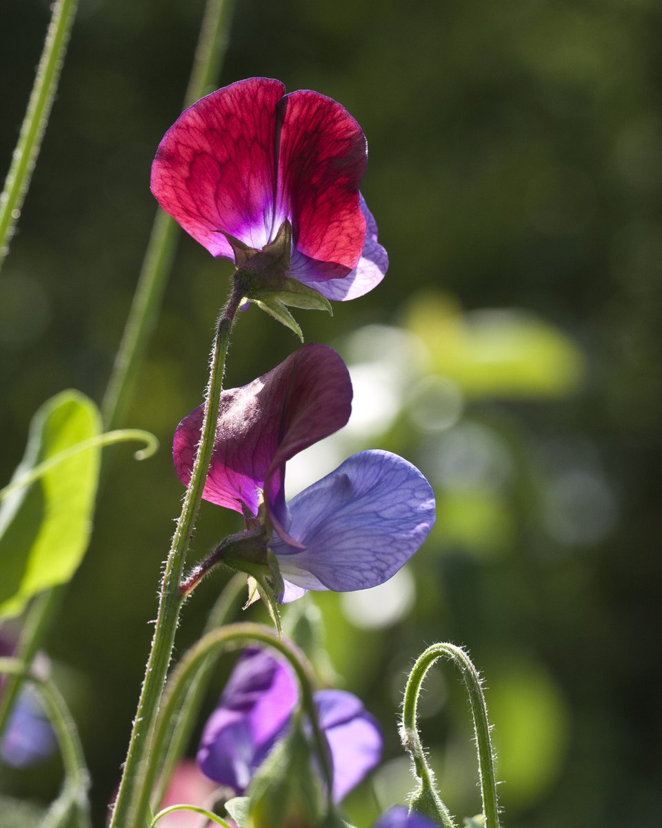 Sweet Pea Care &amp; Maintenance 🌼

Highly fragrant sweet peas are a staple in most flower gardens – get our top growing tips for getting the most flowers from your plants this season!

Head to our blog👉blog.dobies.co.uk/2024/05/gettin…