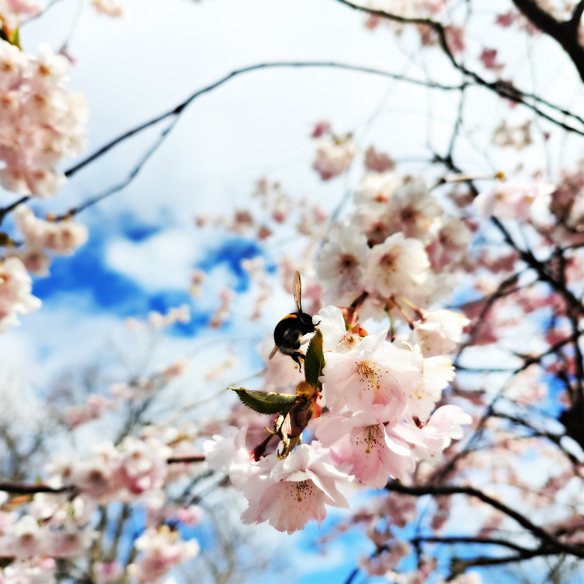On this first day of May, the world seems to exhale — softer, lighter, brighter. Cherry trees bloom, reminding us that renewal often arrives quietly, petal by petal. 

Happy May Day – Hyvää vappua!

#MayDay #Vappu #spring #CherryBlossoms #HopeInBloom #happy #man #janholmberg