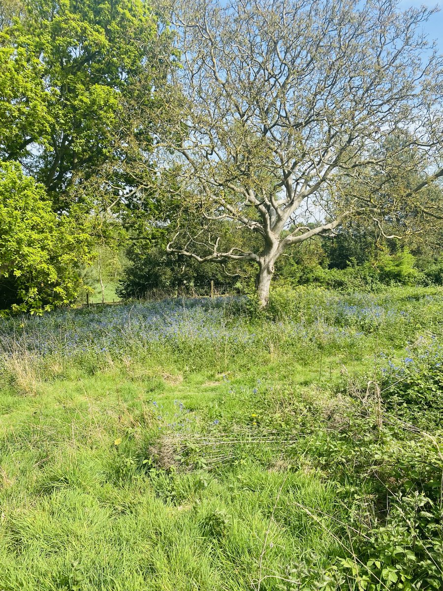 A walk in the countryside….
Then off to The Tottenham Hotspur Stadium for the big semi final!!!!!