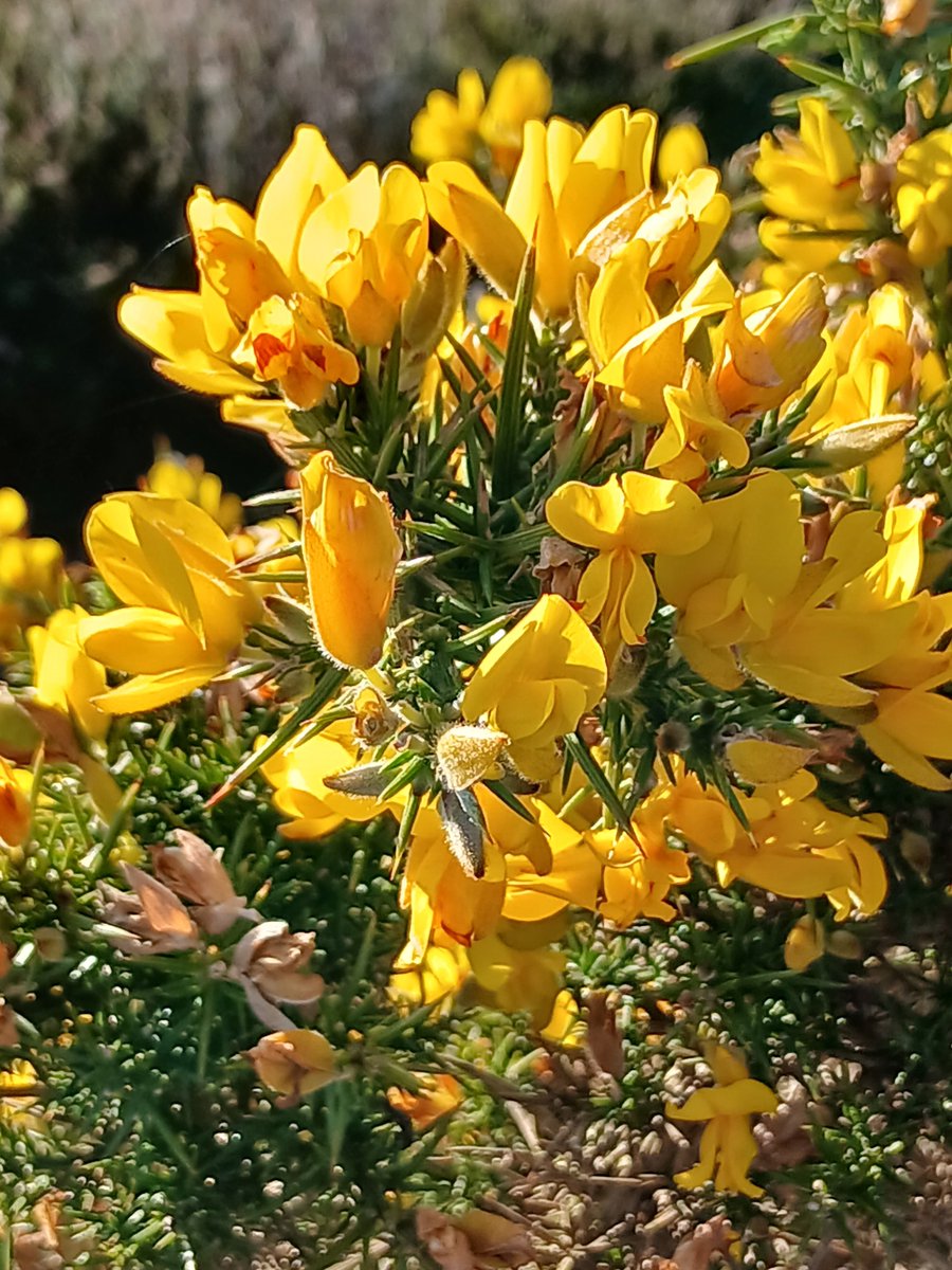 The gorse not only looks amazing at RSPB Arne nature reserve at the moment but it smells amazing!