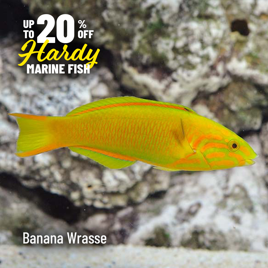LiveAquaria's tweet photo. Looking to start your first marine tank? Or are you an experienced aquarist gearing up for a new tank? Save up to 20% on a variety of easy to care for beginner fish. Browse the inventory now.
https://t.co/S2sa5D91To
#saltwater #marine #reef #reefsafefish #fishsale #aquaticlife https://t.co/wrioBZpx4e
