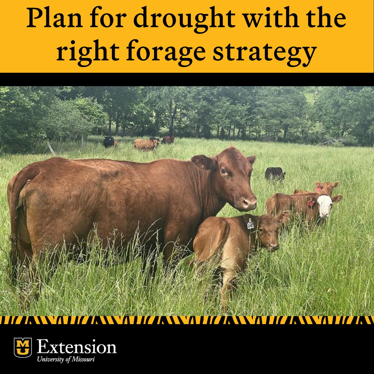 Recent rain in MO doesn't eliminate summer drought risk. Prepare your forage strategy now for resilience. 

Diversifying with warm-season grasses and legumes can cut shortages, lower fertilizer costs, and reduce reliance on expensive feeds. 

Learn more: brnw.ch/21wSloE