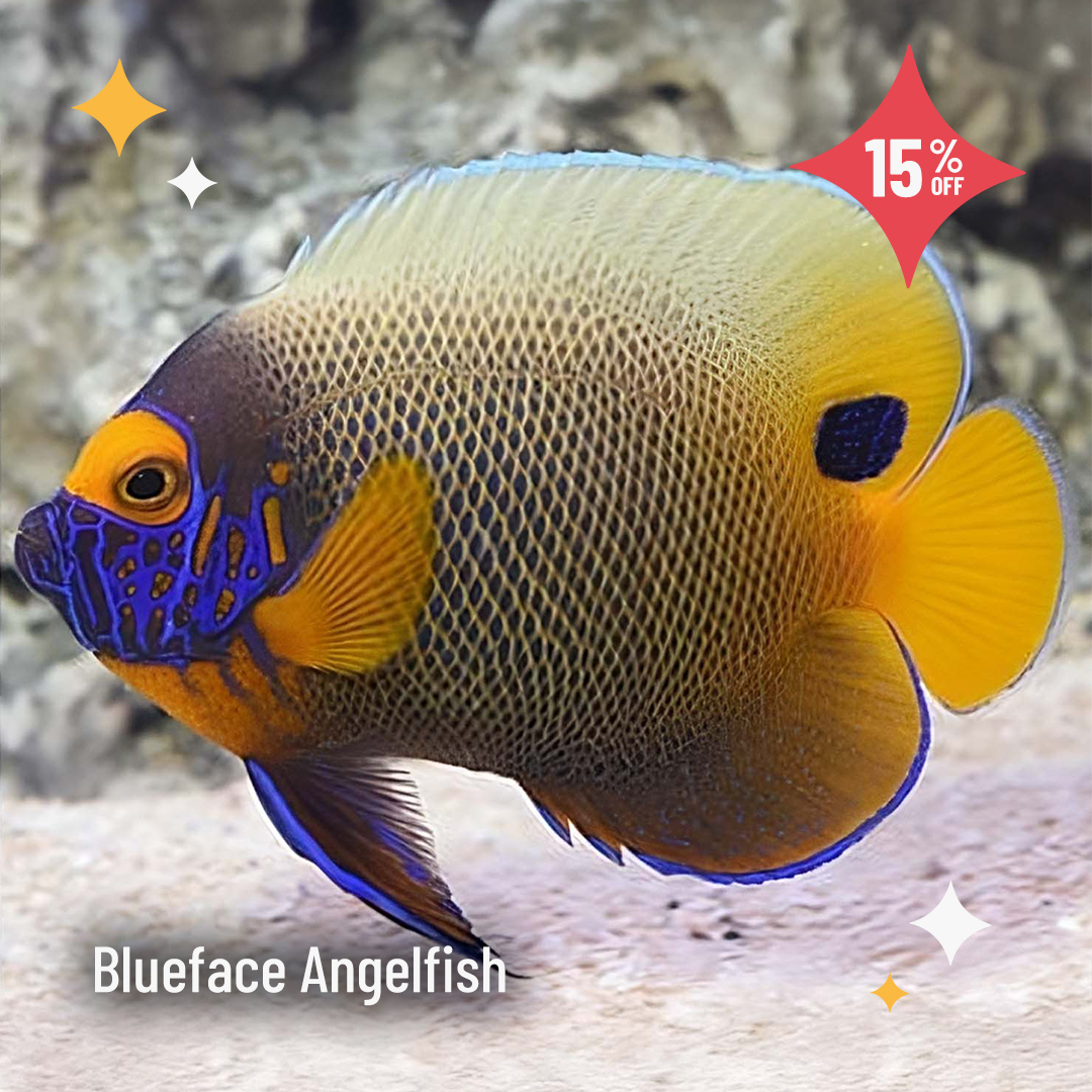 LiveAquaria's tweet photo. Today’s the day to make it happen! Add a new fish, coral, or invert to your tank and increase its visual interest when you shop Daily Deals. Save up to 20%.
https://t.co/sYfQoE2I7n
#saltwater #marine #reef #fishsale #reefsafefish #invert #invertsale #coral #coralsale #coralfrag https://t.co/qSNtot0IBW