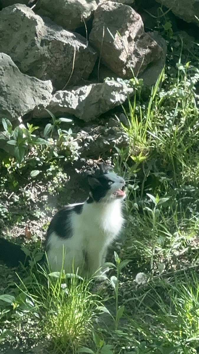 ❗️❗️❗️чия кицюня, Київ ❗️❗️❗️
Вона так плаче! 

може вона загубилась, або знайде своїх людей, зробіть репост, будь ласка! 
Явно домашня, дуже чиста, оченята чисті, сильно сумує 😢