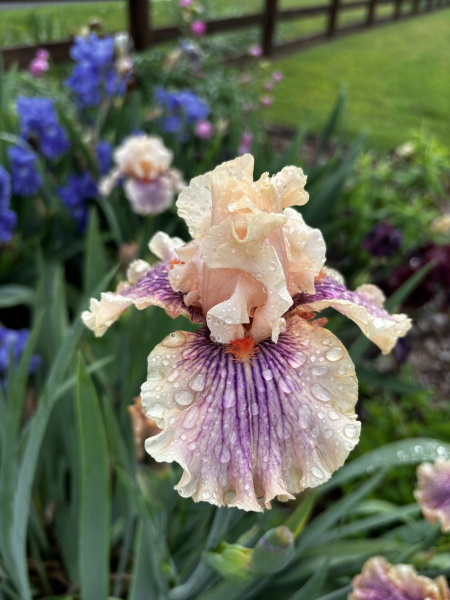 Mountainfarm6 tweet media