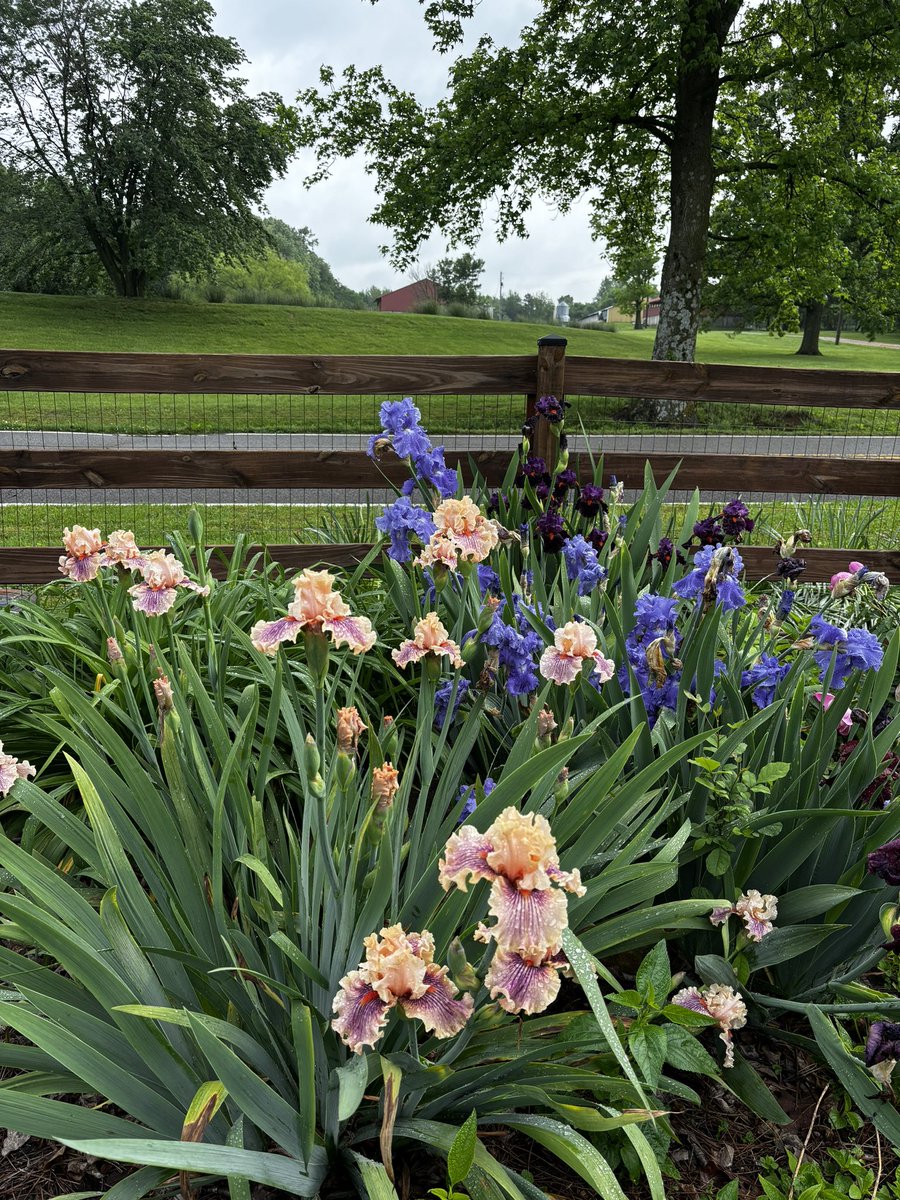 Mountainfarm6 tweet media