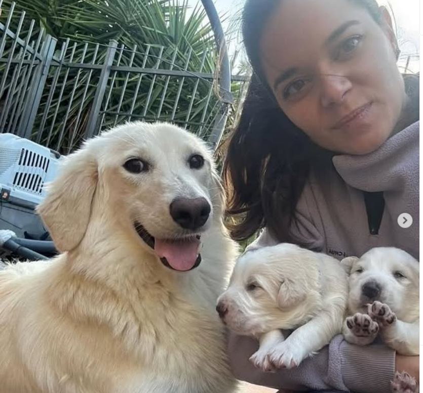 zampa_qua's tweet photo. PIPPOLA quanto era bella e i pippolini(cercano casa)se fosse rimasta in strada ,non sarebbero nati .Purtroppo la leucemia a soli 10 mesi la portata via 🌈.Le volontarie hanno fatto di tutto,come per tutti i randagi che aiutano. Questo sono le volontarie!🙏 https://t.co/xNbQBX4RkD
