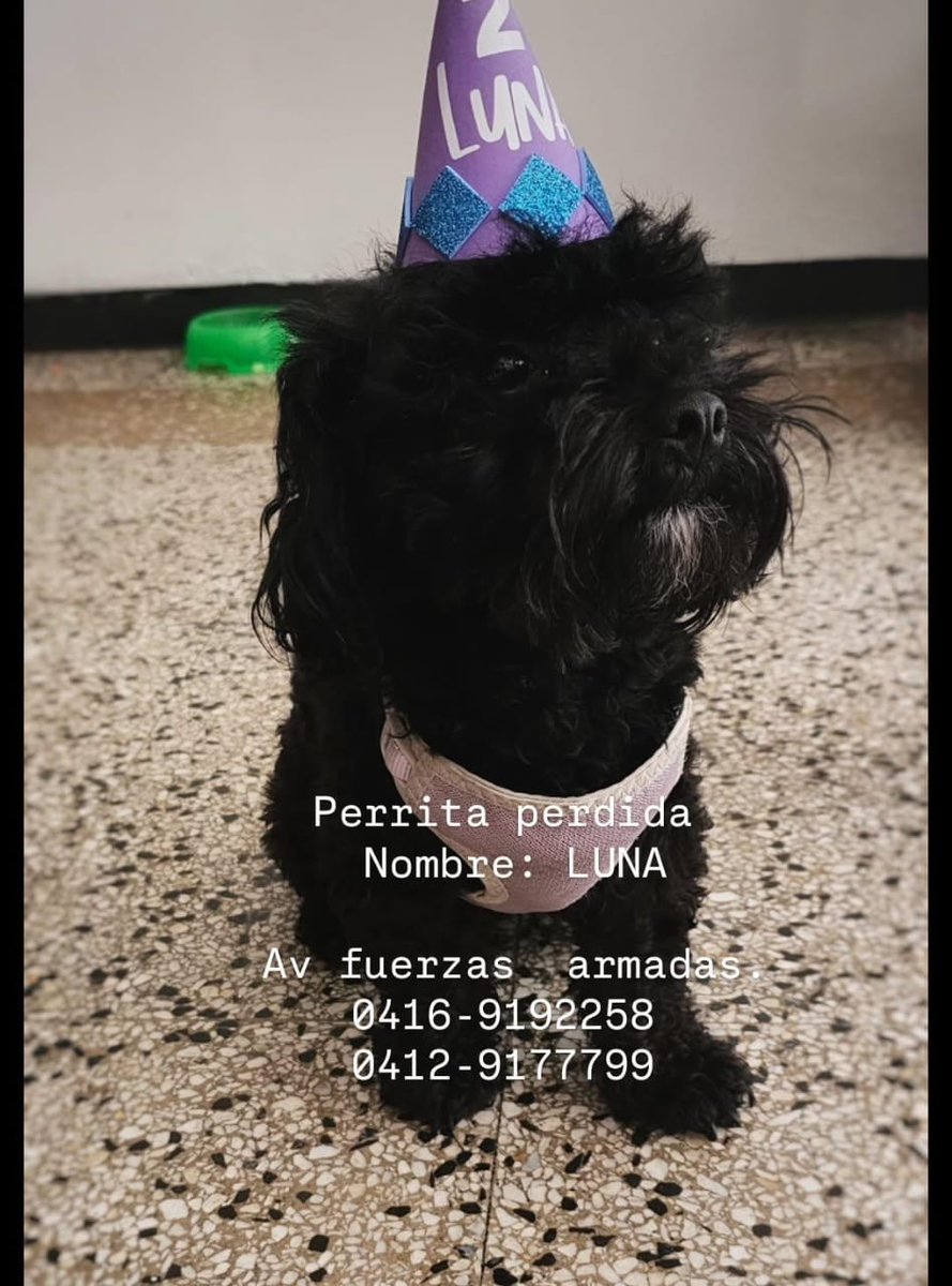 Kthpuenteart's tweet photo. @PerroUsuario podrías apoyarnos. Se perdió en la av fuerzas armadas https://t.co/WDZ5nEbaQ2