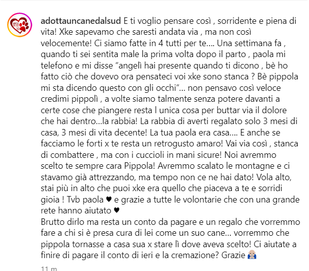 zampa_qua's tweet photo. PIPPOLA quanto era bella e i pippolini(cercano casa)se fosse rimasta in strada ,non sarebbero nati .Purtroppo la leucemia a soli 10 mesi la portata via 🌈.Le volontarie hanno fatto di tutto,come per tutti i randagi che aiutano. Questo sono le volontarie!🙏 https://t.co/xNbQBX4RkD