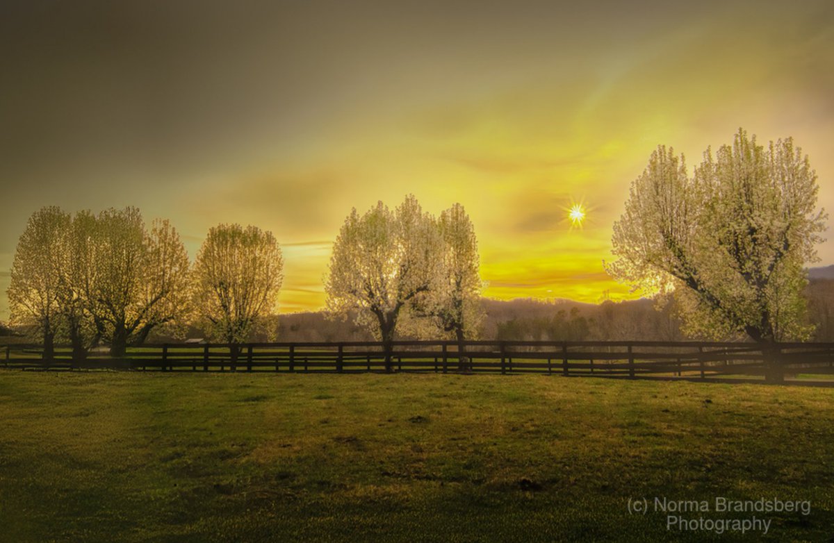 Spring golden hues are reflected through the translucent emerging leaves in the foothills of Bedford County Appalachian farm fields near Lynchburg, Virginia.

#virginia #travel #lynchburg #photography #blueridgemountains #nature #landscape #travel #naturelovers #AYearForArt