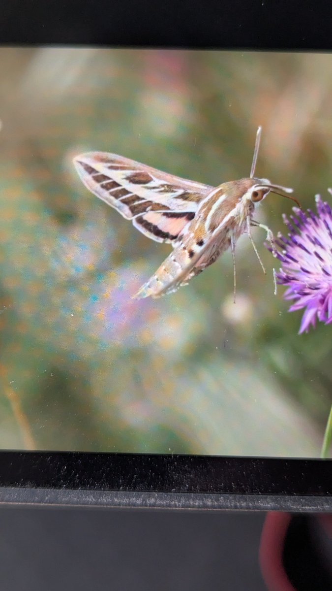 Suddenly seeing lots of Painted Lady's here in the Ebro Delta, Spain. 40 in 10 minutes. Also Striped Hawkmoth and Bordered Straw