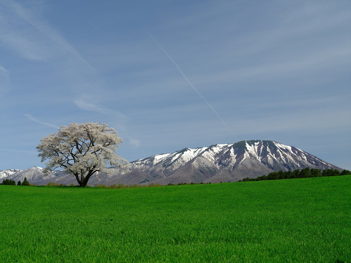 budoucocoa's tweet image. ようやく…ようやく晴れ＋満開の写真が撮れてうれしい。
小岩井農場の一本桜。
#GFX100