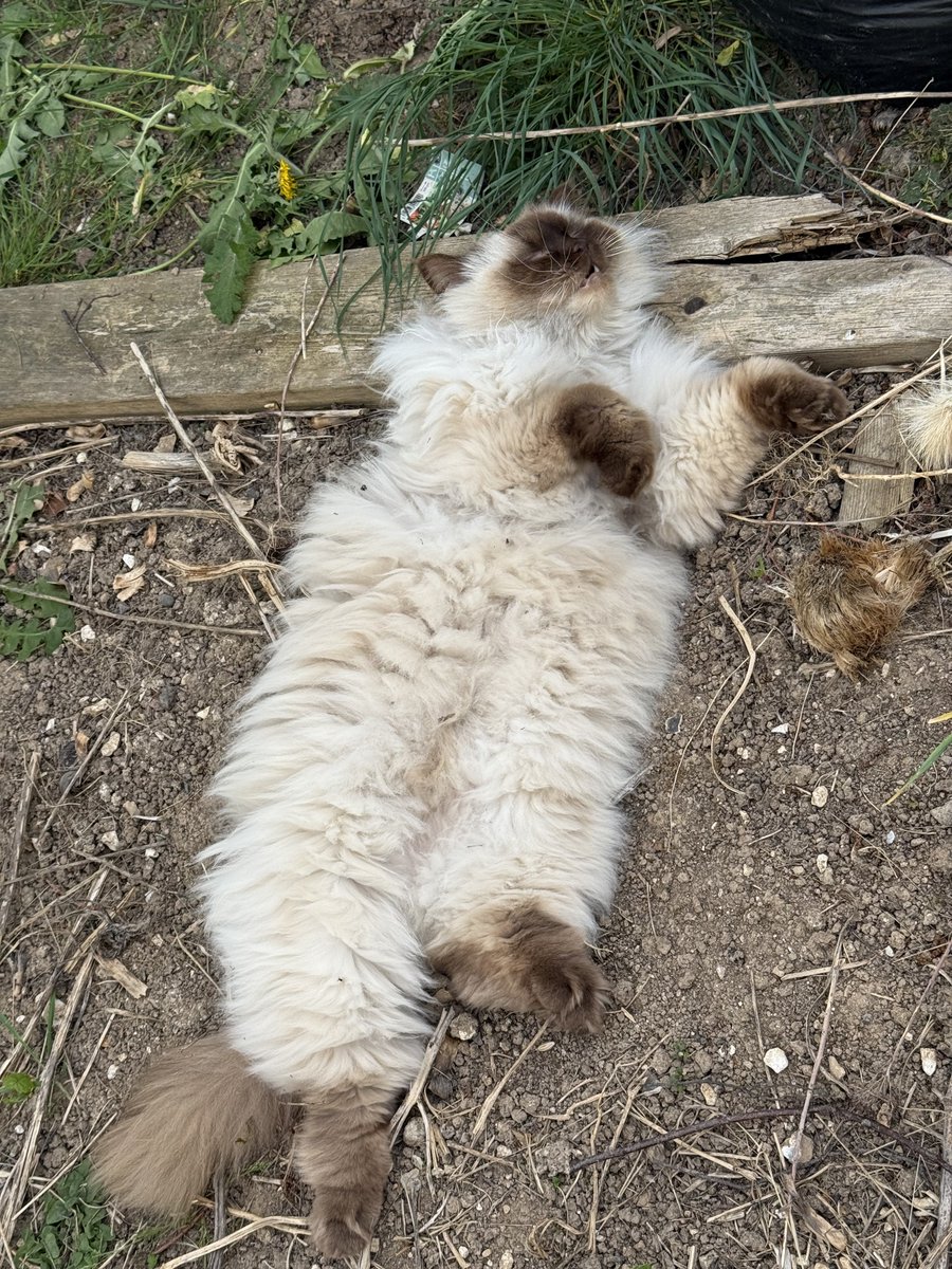 liliae_e's tweet photo. regardez le gros pachat qui profite du beau temps https://t.co/bwbPtg2lFC