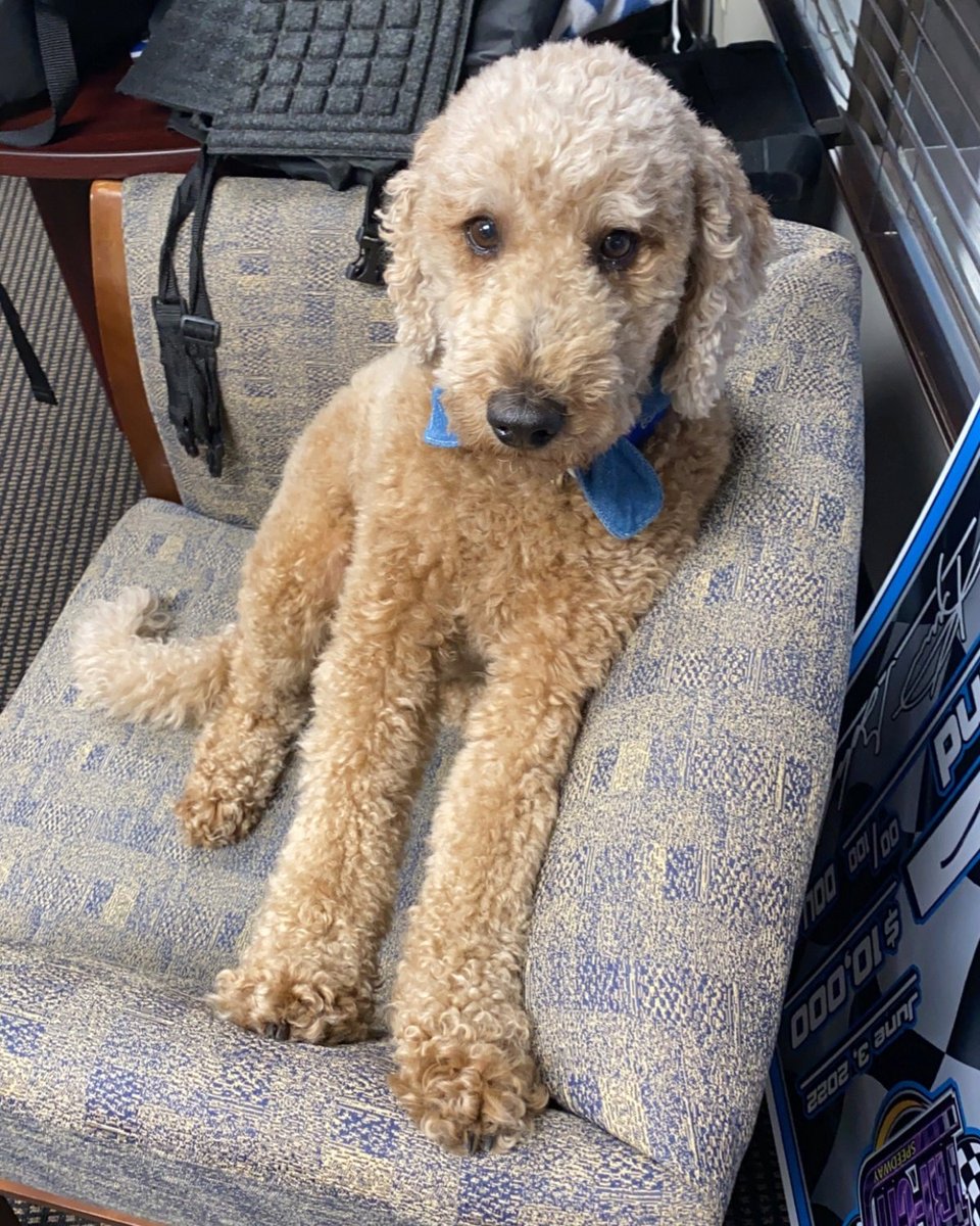 WWT Raceway (@wwtraceway) on Twitter photo Itโs #InternationalDoodleDay. So naturally, <a href="/GatewayStanley/">Gateway Stanley</a> demanded extra treats! ๐ฆด๐ Itโs #InternationalDoodleDay. So naturally, <a href="/GatewayStanley/">Gateway Stanley</a> demanded extra treats! ๐ฆด๐