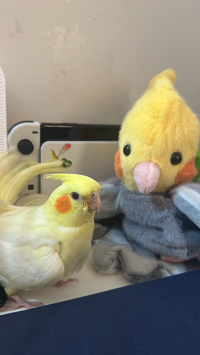 نونو الحلو🐣🐥ماشاء الله🍋🤍