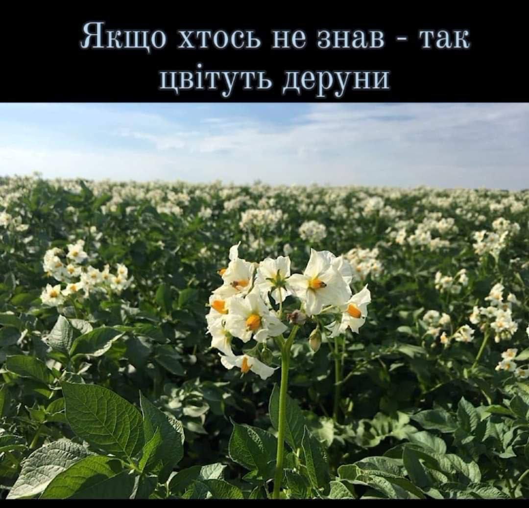 Баба і кіт (@babaikit) on Twitter photo 