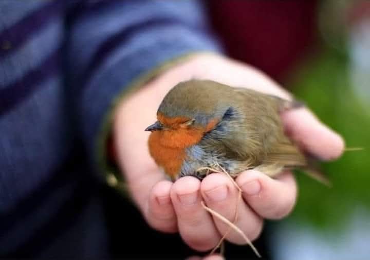 "Ahlak, şahsi ödevlerimizde değil, ötekiler hakkındaki ödevlerimizde başlar. Zira masumiyet, ötekilerin karşısında her şeyi mübah saymamadır."