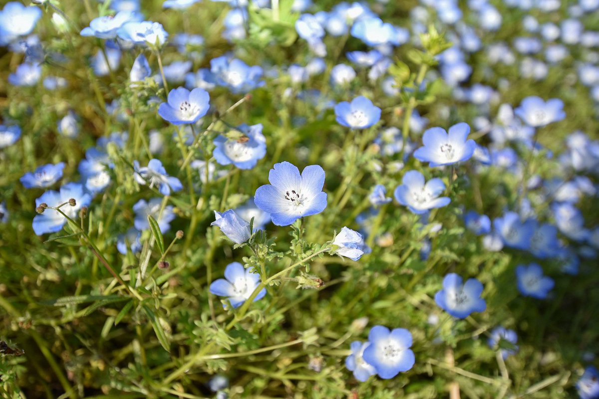 ネモフィラ🪻とミツバチ🐝