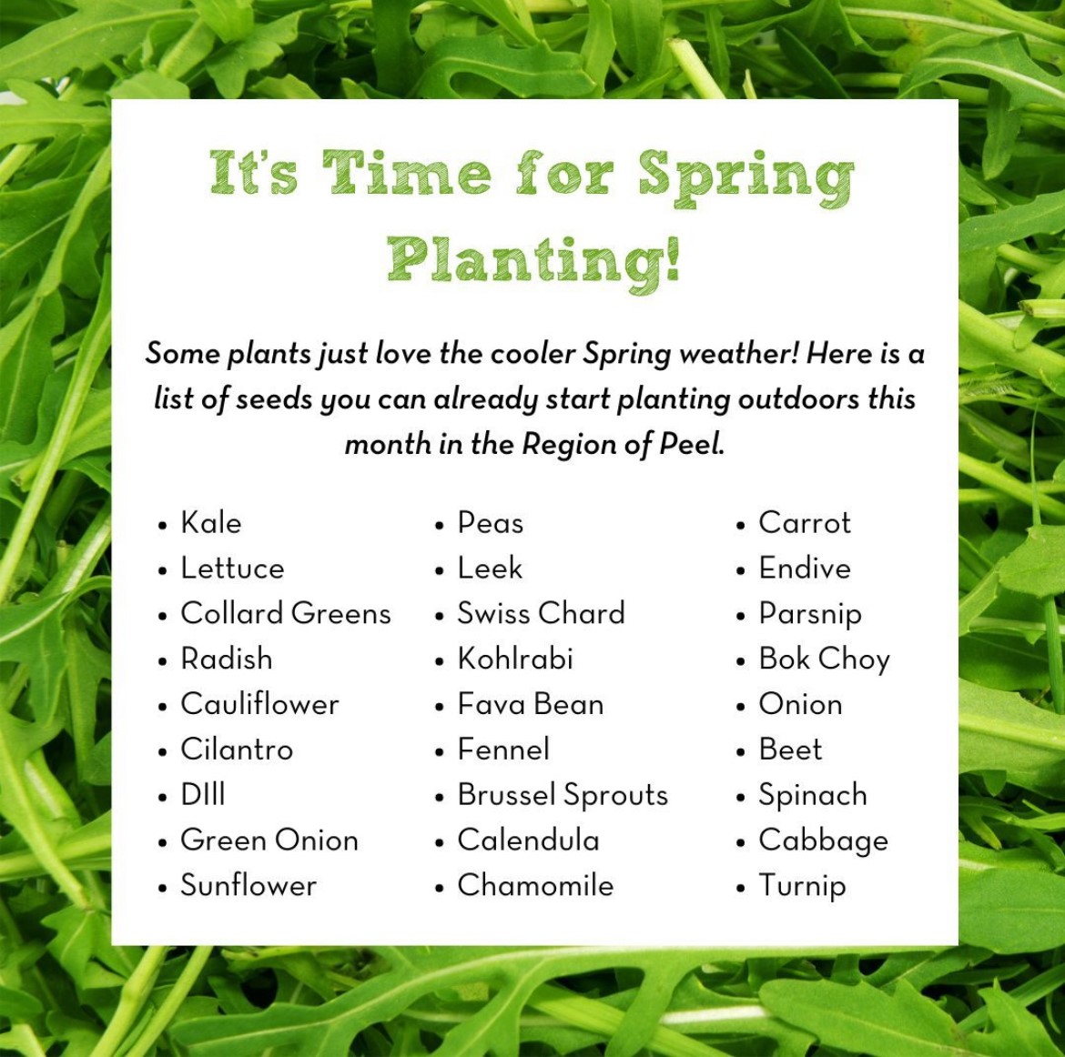 We’re excited to share that our community gardens are officially open! It’s a great time to plant cool-weather crops like kale, chard, onions, arugula and radish. If you have a garden space, we recommend getting your hot-crops in the ground after the May long weekend.