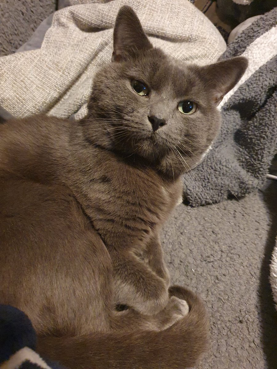 My gorgeous boy Sir Walter Melone is 6 today! 
#BirthdayCat #russianblue