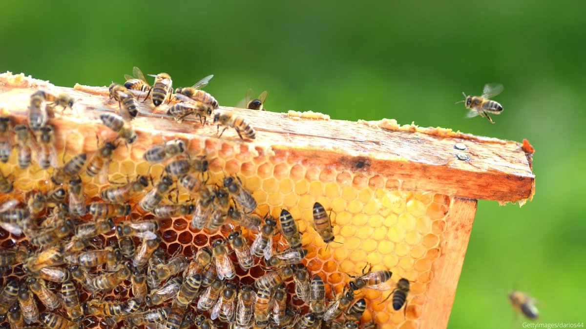 On #LabourDay our #PearlOfTheDay is

"worker bee"🐝

Check it out in 6⃣ languages👉 bit.ly/3AJg014