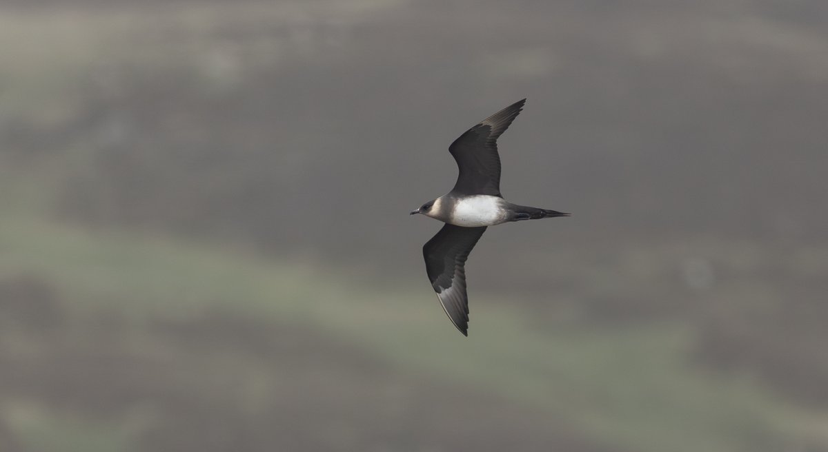 Tom Wright tweet media