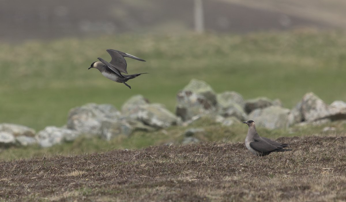 Tom Wright tweet media