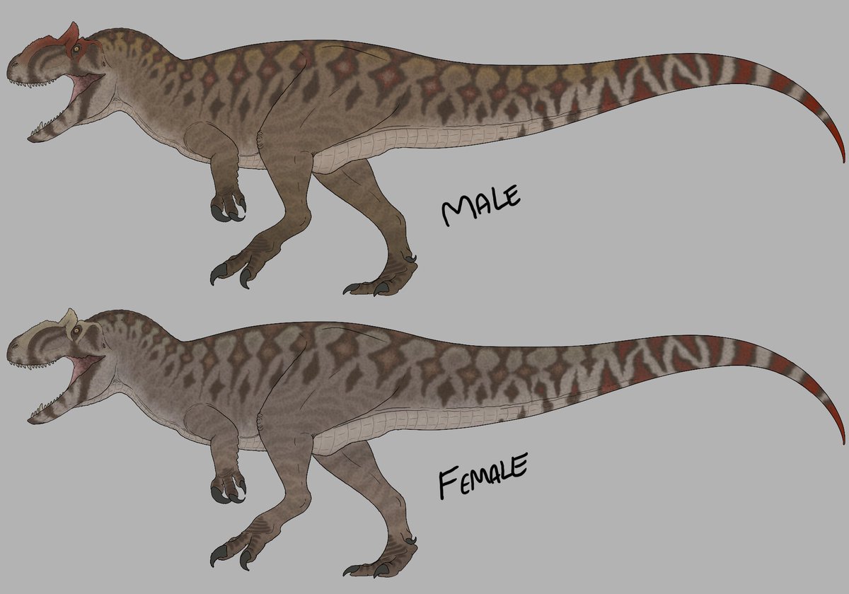 -Allosaurus fragilis Updated-

I updated the patterns and redesigned the head slightly. I also beefed up the neck by adding few more folds and a set of large feature scales 

❤🔄 are incredibly appreciated ^^