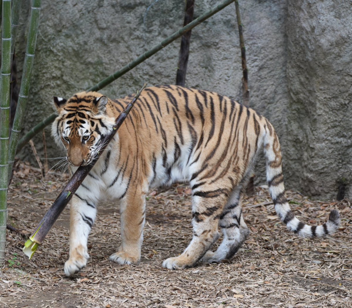 タケノコ(竹)狩りの季節到来

＃浜松市動物園
＃アムールトラ