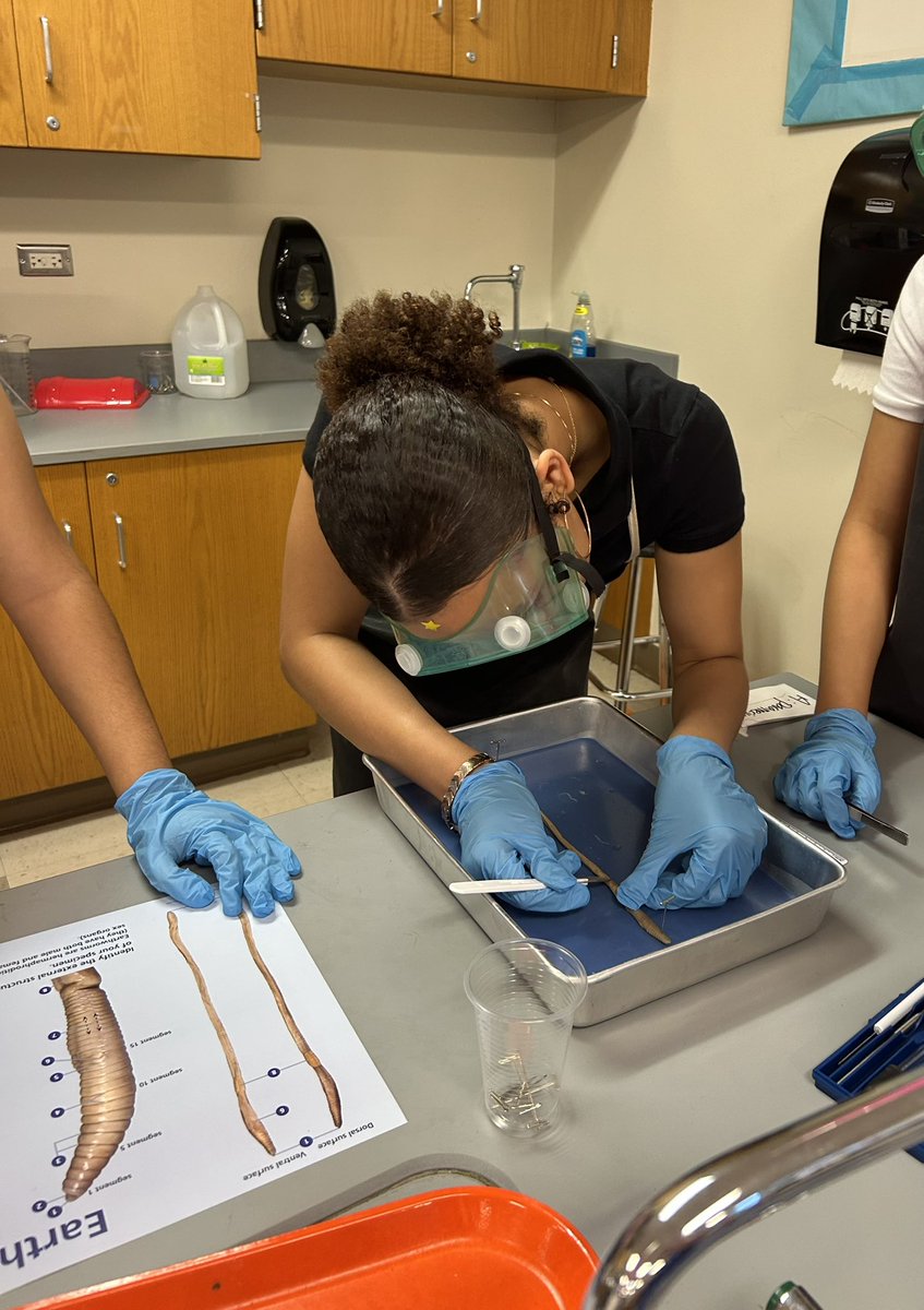 Ms. Cutler🔬 (@cutlerscience) on Twitter photo My 7th GT scientists were exploring a worm’s digestive system today! They are enjoying their first ever dissection day. Next week they will be exploring a frog’s anatomy! Hands on science is the best 😊🪱🥼
<a href="/TravisMSBobcats/">Travis Bobcats</a>
#myIrvingISD My 7th GT scientists were exploring a worm’s digestive system today! They are enjoying their first ever dissection day. Next week they will be exploring a frog’s anatomy! Hands on science is the best 😊🪱🥼
<a href="/TravisMSBobcats/">Travis Bobcats</a>
#myIrvingISD
