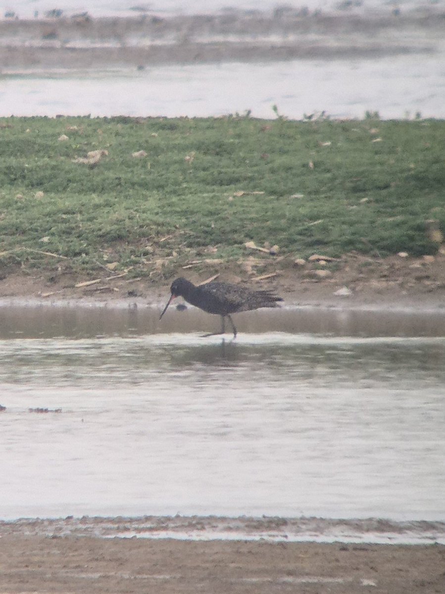 Matthew Deans (@deansmatthew) on Twitter photo I have really enjoyed the wader passage in Suffolk over the past week. Here is the female Red-necked Phalarope and a Spotted Redshank from <a href="/RSPBMinsmere/">RSPB Minsmere π</a> this evening. I have really enjoyed the wader passage in Suffolk over the past week. Here is the female Red-necked Phalarope and a Spotted Redshank from <a href="/RSPBMinsmere/">RSPB Minsmere π</a> this evening.