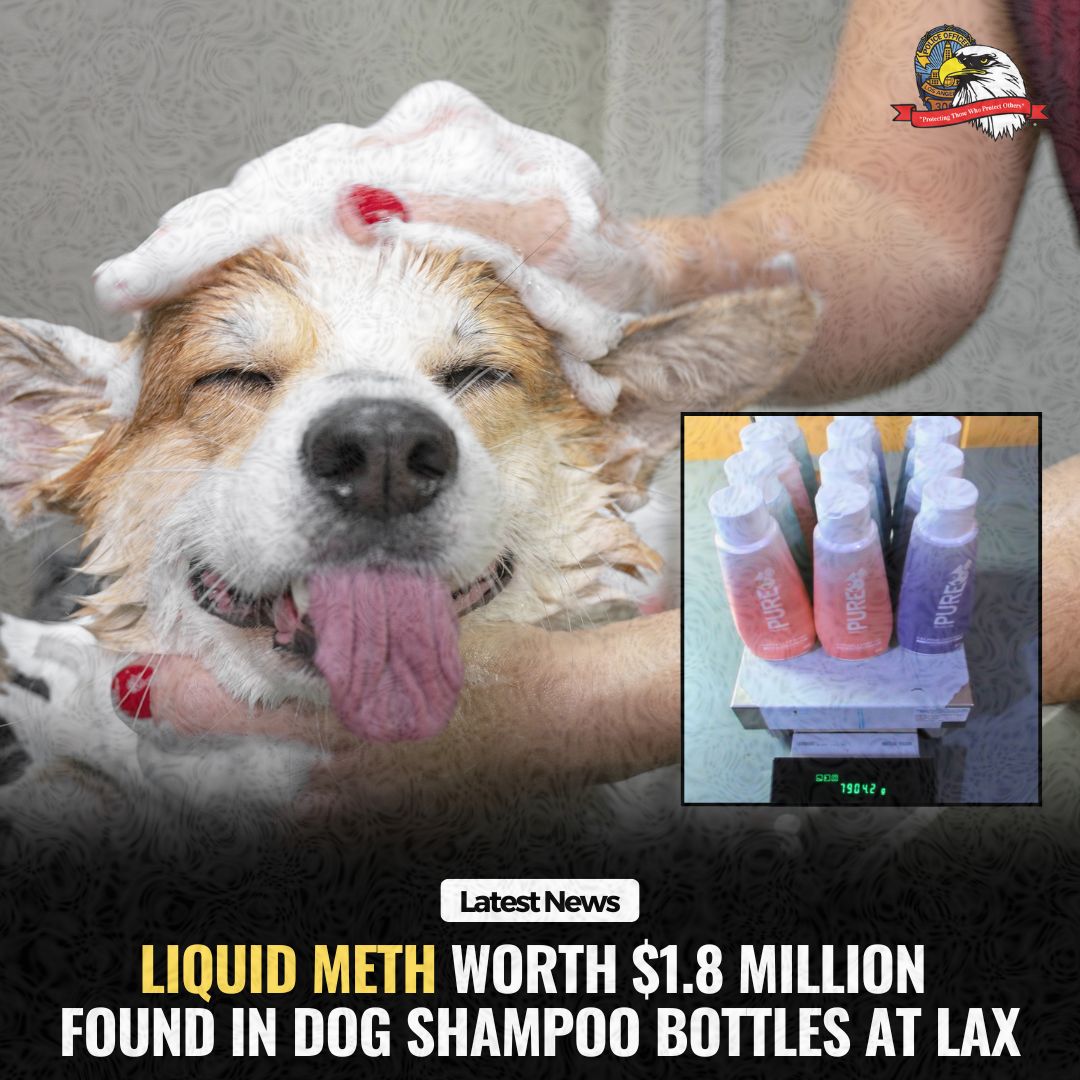 Ruff day for a meth dealer with a shipment headed down under by way of LAX. U.S. Customs and Border Protection officers nabbed a shipment declared as “Assorted Dog Shampoos” which was really 17 pounds of liquid meth concealed in 12 fun-colored plastic bottles. Estimated value: