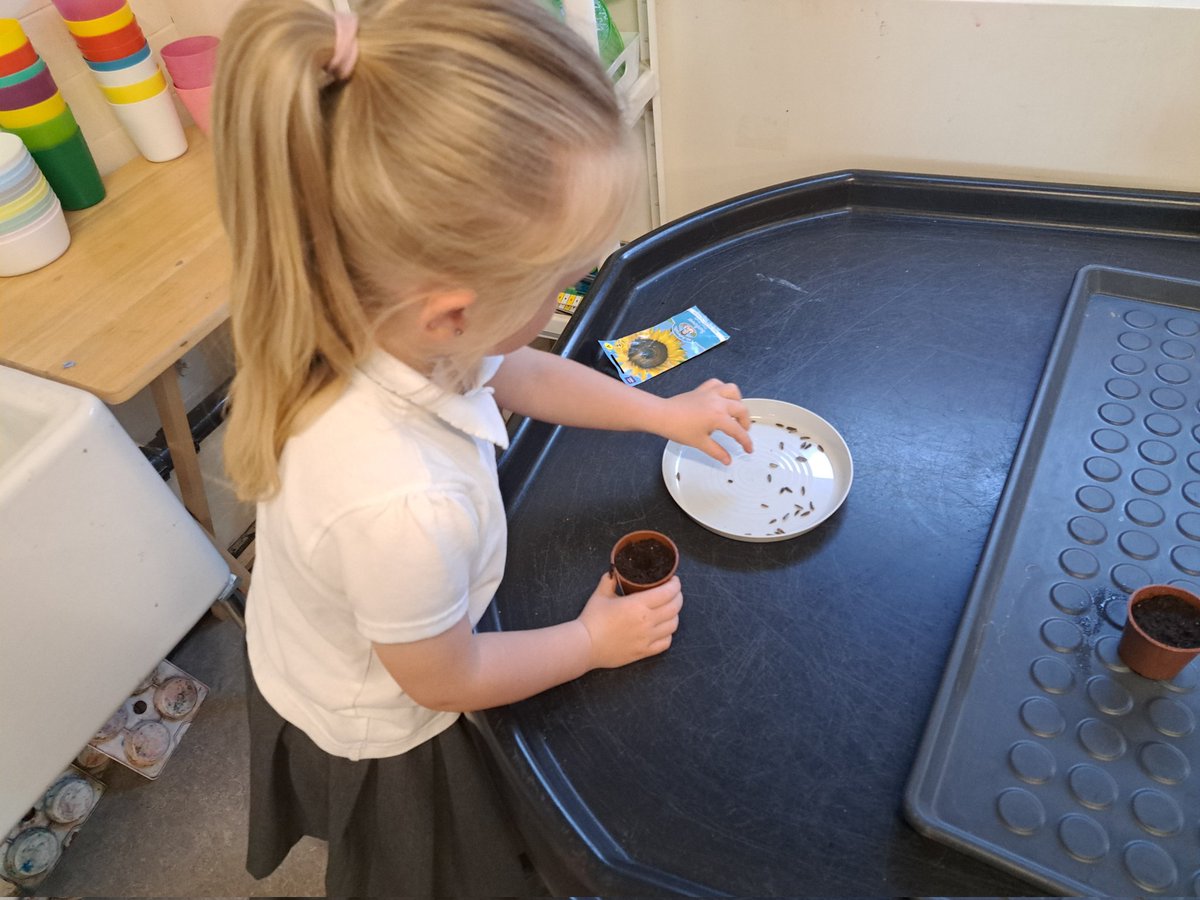 @year1fossdene (@year1fossdene) on Twitter photo Year 1 have planted sunflowers! Let's see how tall they are by the time we get to the Summer holidays! We will be measuring their growth every week to observe how they change over time. <a href="/FossdeneSchool/">Fossdene Primary School</a> Year 1 have planted sunflowers! Let's see how tall they are by the time we get to the Summer holidays! We will be measuring their growth every week to observe how they change over time. <a href="/FossdeneSchool/">Fossdene Primary School</a>