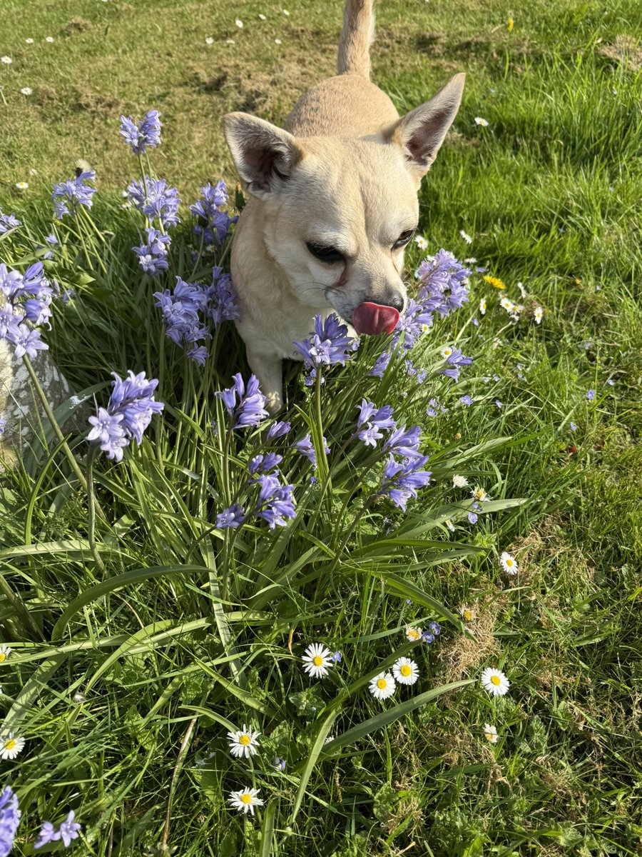 fimurphy21's tweet photo. Excitement and enthusiasm won over stealth….both the cat and squizzer are marked safe from an overexcited Chihuahua….again…..🤣 #dogsoftwitter https://t.co/QfrcbbWJVn