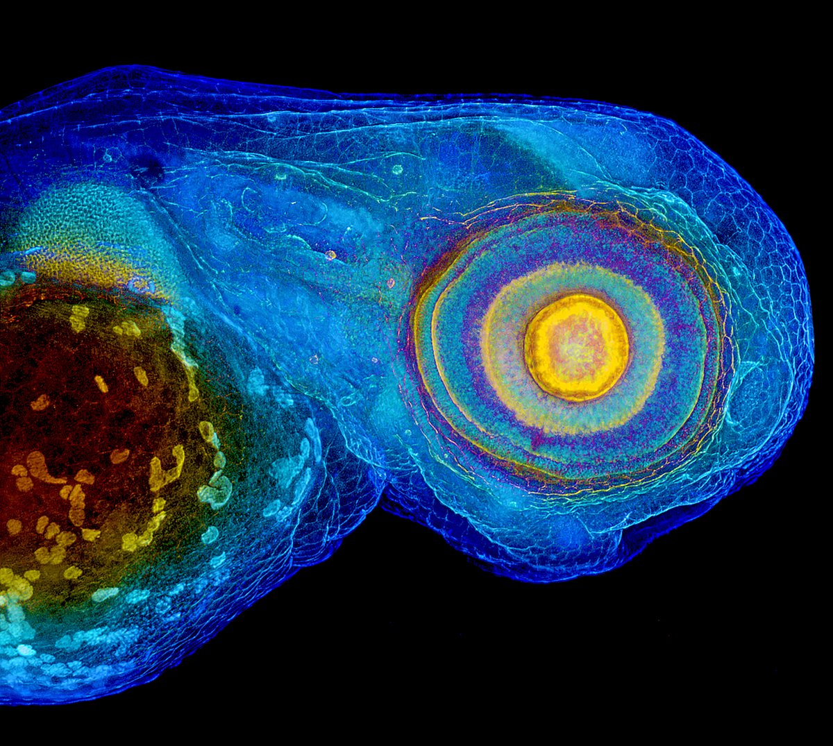 The head of a zebrafish embryo (72 hpf) photographed through a microscope. Yes, its eye follows you.....
#CellBiology