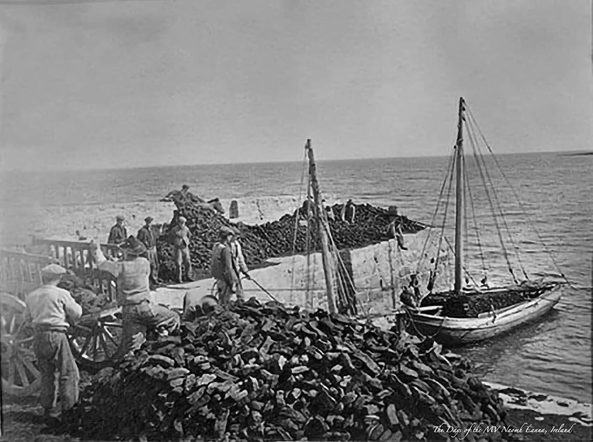 Unloading turf which has arrived from Connemara by Galway Hooker into céibh Cill Mhuirbhigh, Inis Mór, Aran Islands, Co. Galway, Ireland c.1910.