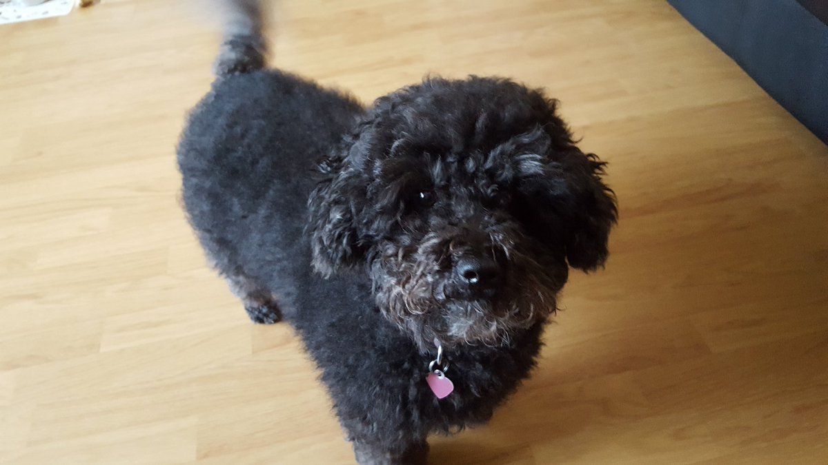 Today is the beginning of the beach ban for dogs, they are welcome from Coble Landing towards the Brig and from Royal parade to as far as you can go. #filey #Yorkshire #fileybay #dogs #furbabies #northyorkshire #beach #sea #beachlife #lovewhereilive
#dogban  #yorkshirecoast