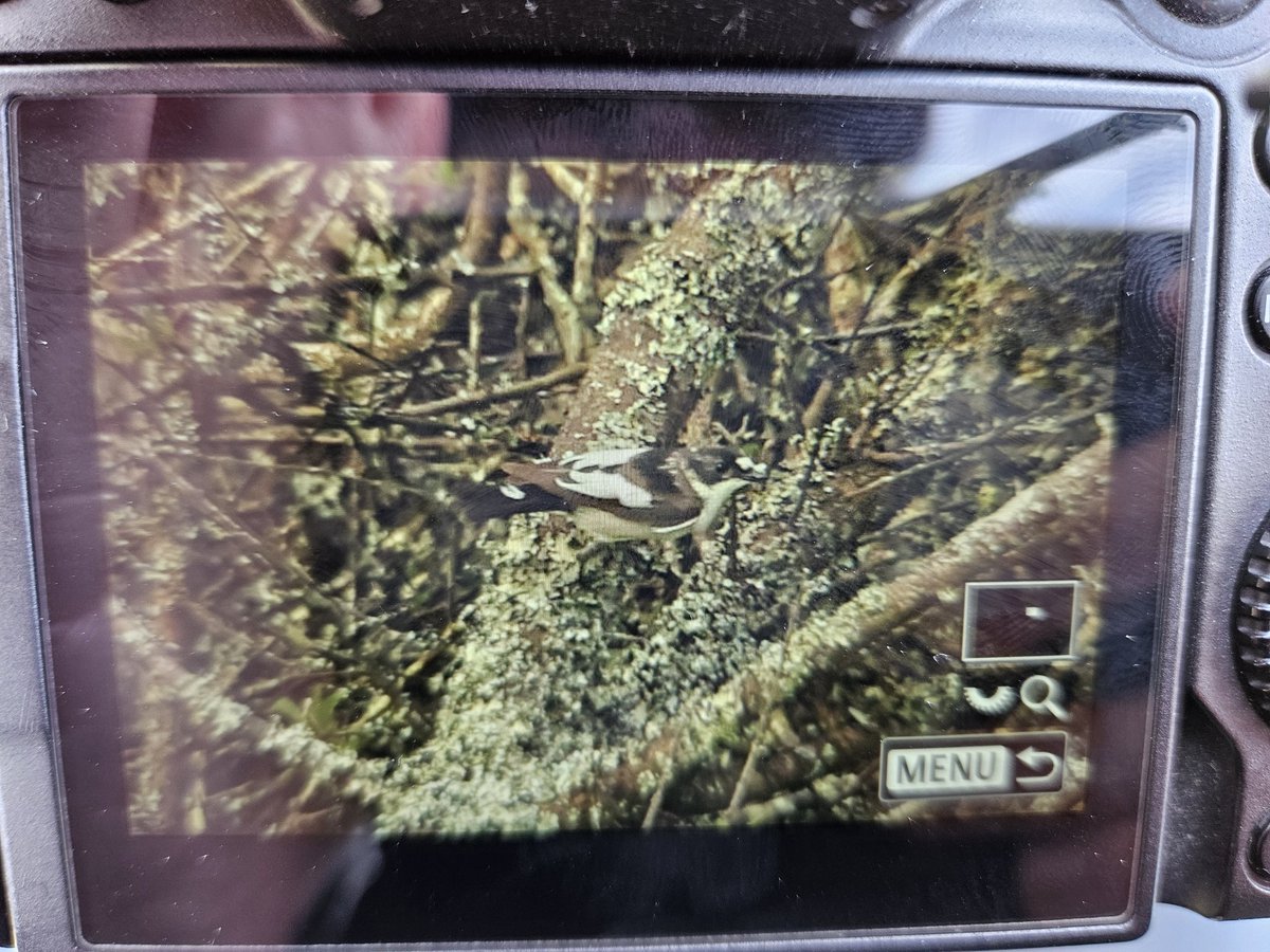 A nice walk between Mullion Cove and Predannack today started good with a male Pied Flycatcher and two Whinchat, but got even better when a male Golden Oriole flew out infront of us! Last seen heading down towards the cove, but it wasn't hanging around. <a href="/CBWPS1/">Cornwall Birds</a>