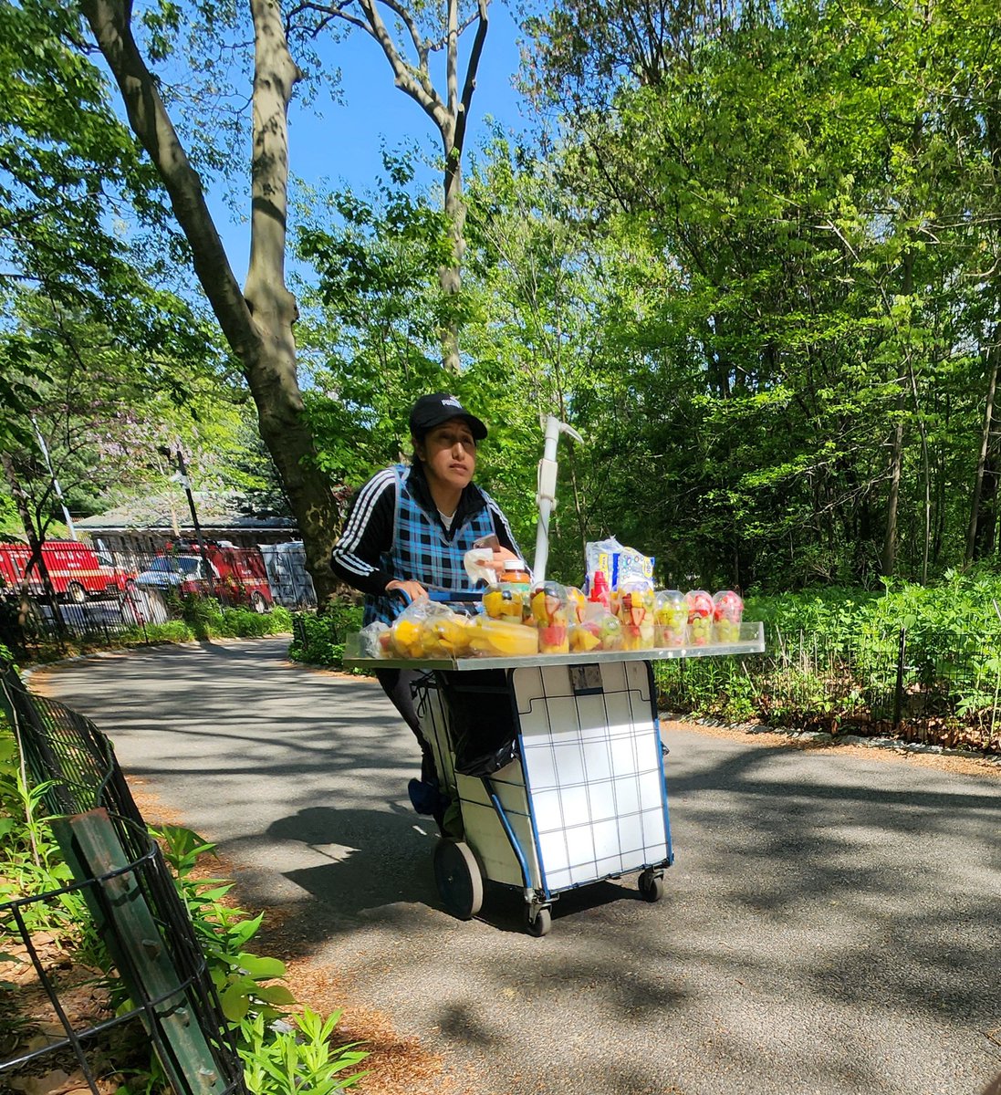 Andrew Fine (@afineblogger) on Twitter photo Where is <a href="/NYCParks/">NYC Parks</a> <a href="/CentralParkNYC/">Central Park</a> <a href="/NYPDCentralPark/">NYPD Central Park</a> with the inundation of unhygienic fruit vendors? How is this tolerated? This undermines the legal vendors in the park that pay big bucks for licenses, which goes to the park. Where is <a href="/NYCParks/">NYC Parks</a> <a href="/CentralParkNYC/">Central Park</a> <a href="/NYPDCentralPark/">NYPD Central Park</a> with the inundation of unhygienic fruit vendors? How is this tolerated? This undermines the legal vendors in the park that pay big bucks for licenses, which goes to the park.