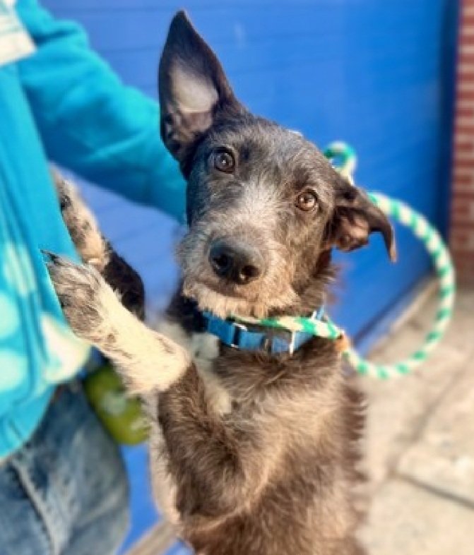 MorgFairsdogs's tweet photo. Pearly 223090
Listed TBK 5/3
#NYCACC #AdoptMe 
A cute 1 yr old puppy
Highly fearful in care
Soiled herself during medical exam
Has warmed up to select staff 
Save Pearly!
https://t.co/h8HrMrFrJu
#Pledge4Rescue #foster #adopt https://t.co/D48SpHnAf1