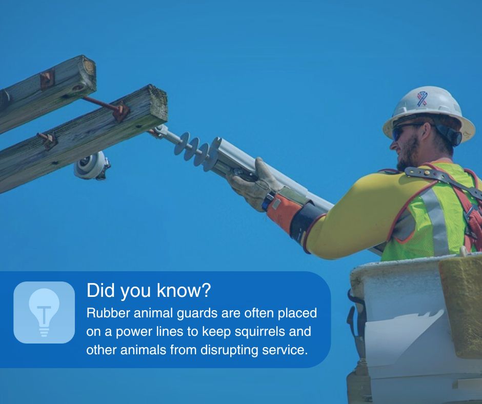 We love our little critters, but sometimes they can interfere with power lines. That's why we place animal guards on our lines, which help protect animals and keep power flowing.