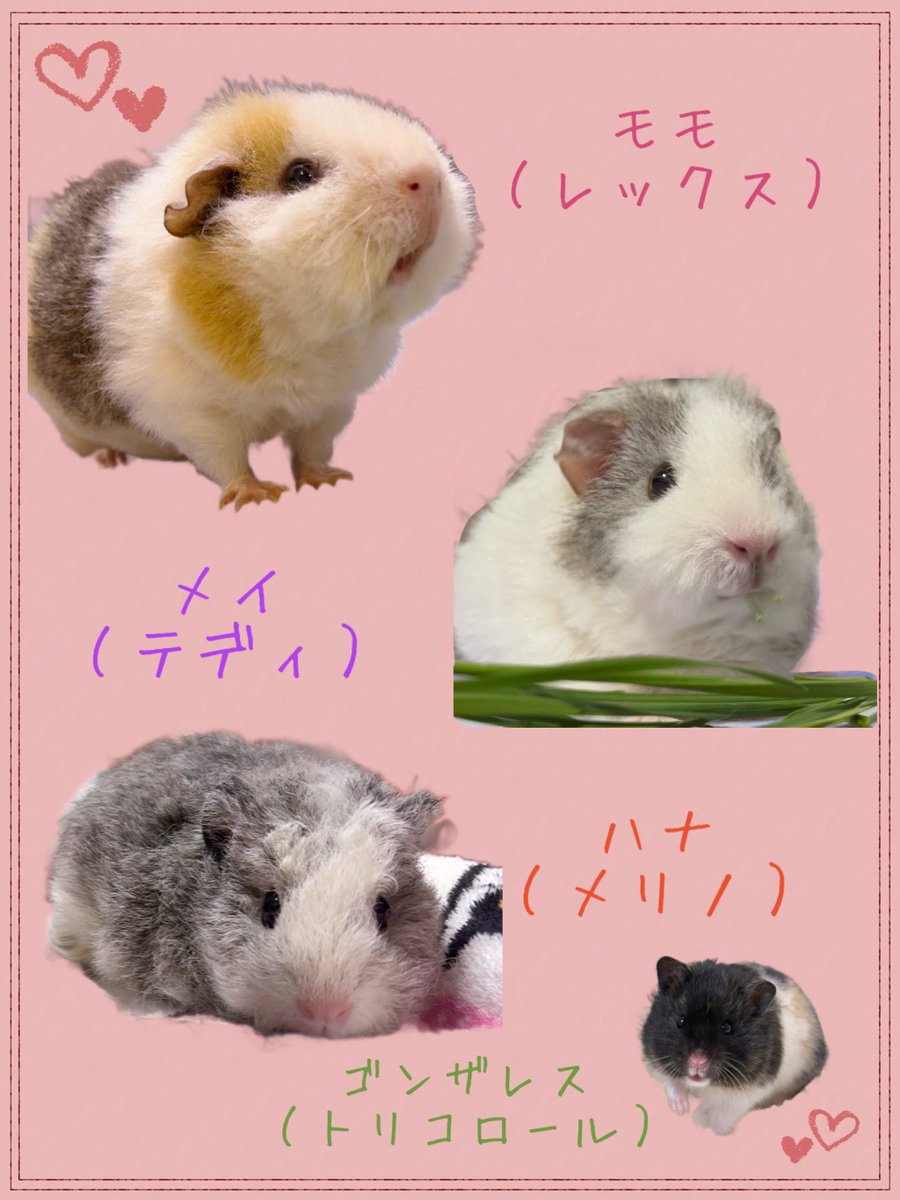 ちゃちゃページ ちゃちゃ (@1016chacha) / X