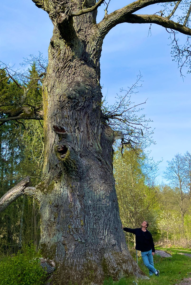 - Ministry of Swedish Oaks 🇸🇪 - tweet media